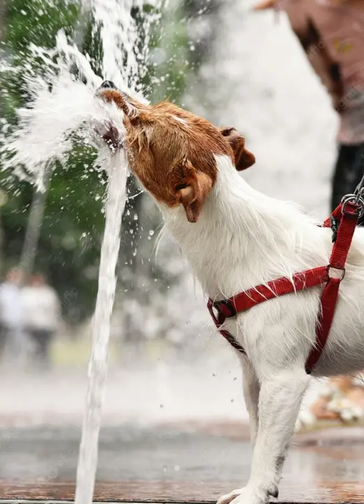 es seguro que los perros beban agua en fuentes publicas