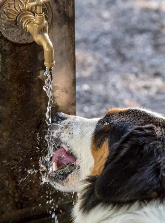 beber perros agua en fuentes publicas