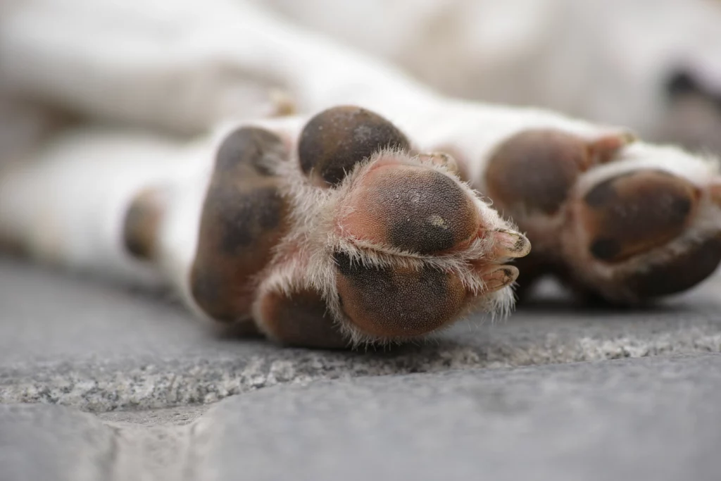Cómo curar las almohadillas quemadas de tu perro 5