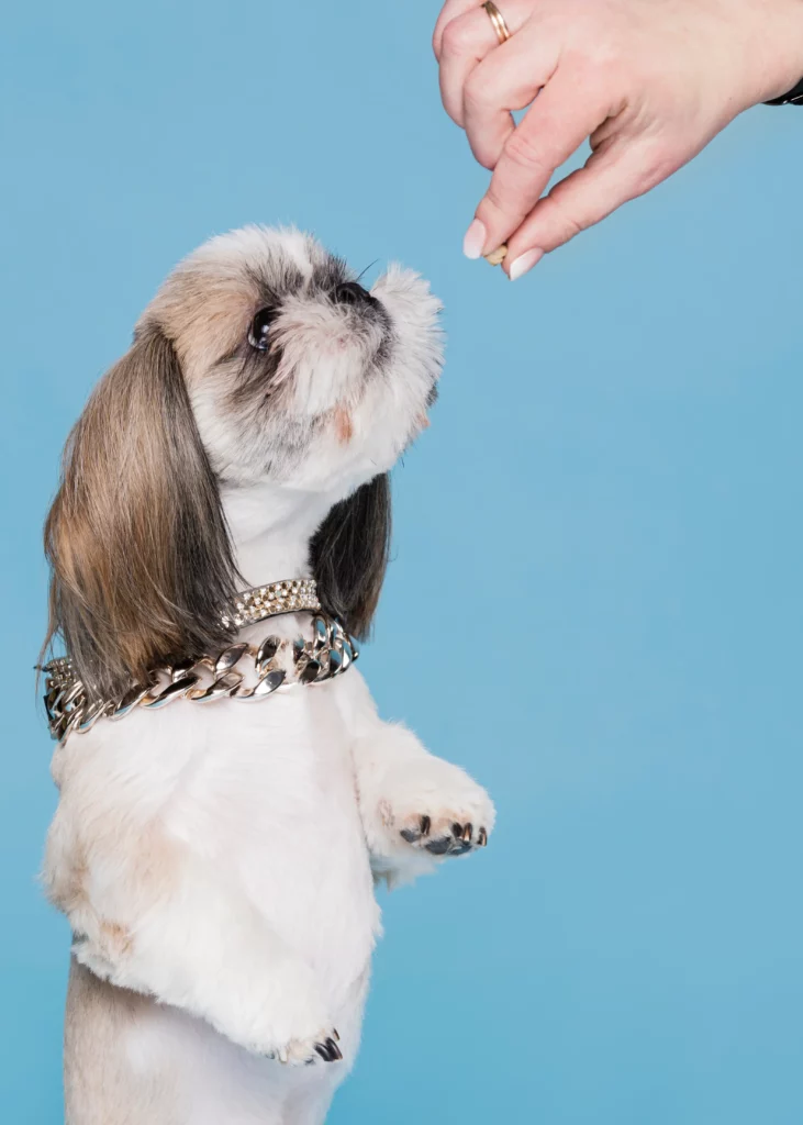 Leishmaniosis en perros ¿Cómo evitarla? 5 Leishmaniosis en perros tratamiento