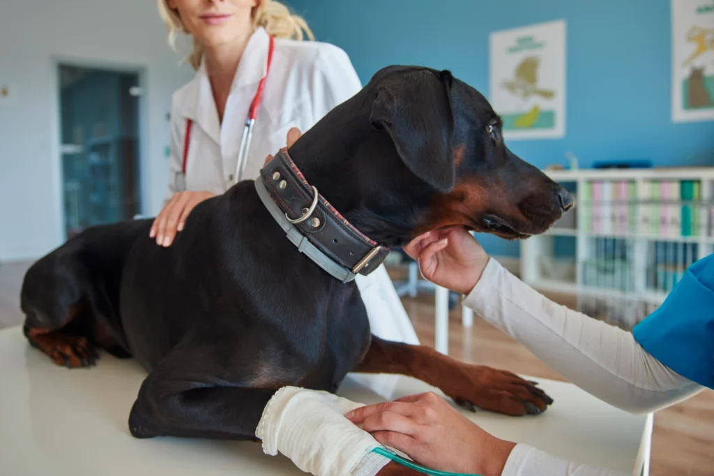 Leishmaniosis en perros ¿Cómo evitarla? 2 Leishmaniosis en perros ¿Cómo evitarla? 1