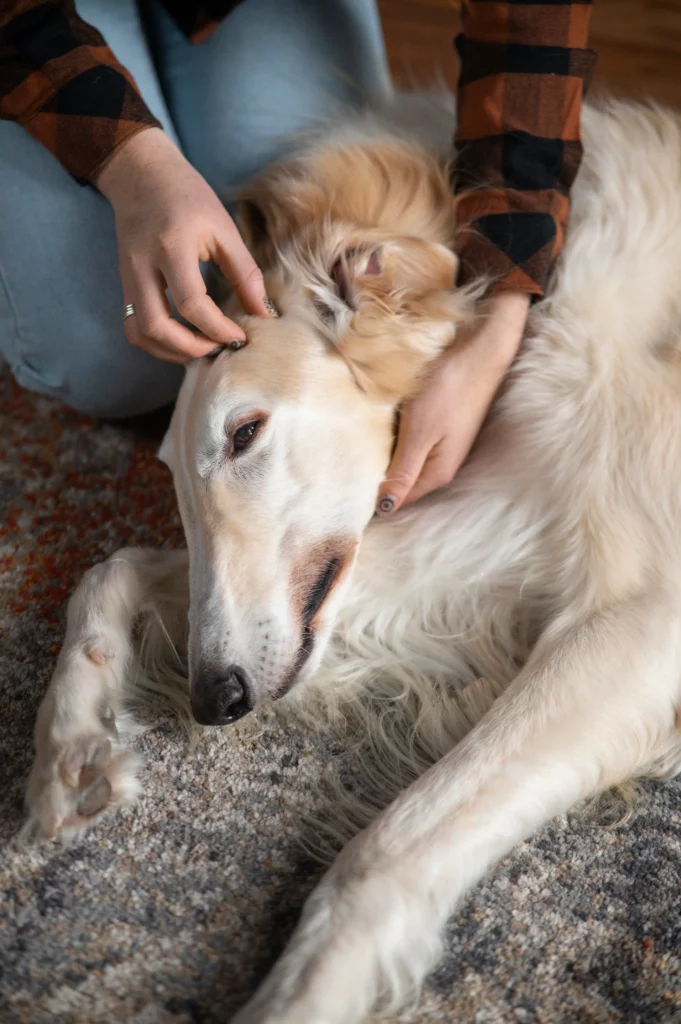 Leishmaniosis en perros ¿Cómo evitarla? 8 Leishmaniosis en perros ¿Cómo evitarla? 7