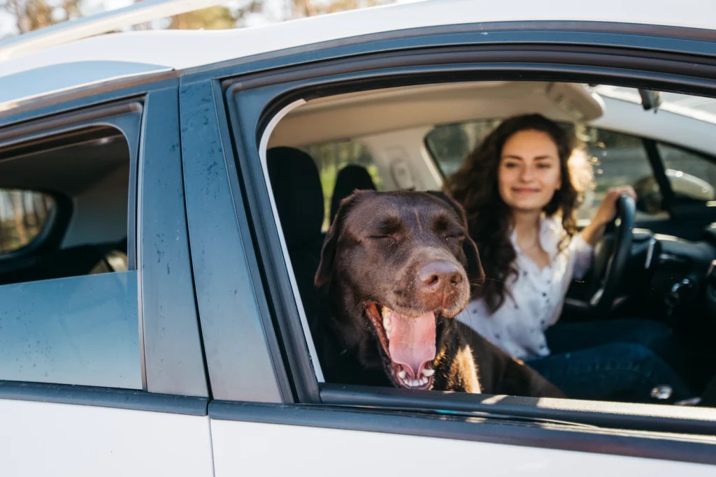 Mi perro se marea en el coche ¿Cómo evitarlo? 3
