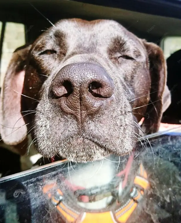 Mi perro se marea en el coche ¿Cómo evitarlo? 1