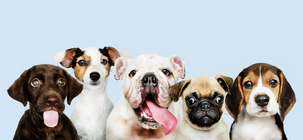 Soplo cardiaco en perros: qué es 3 Soplo cardiaco en perros