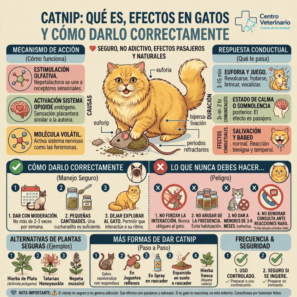 Catnip: qué es y efectos en gatos 2 Capnis para gatos seguro