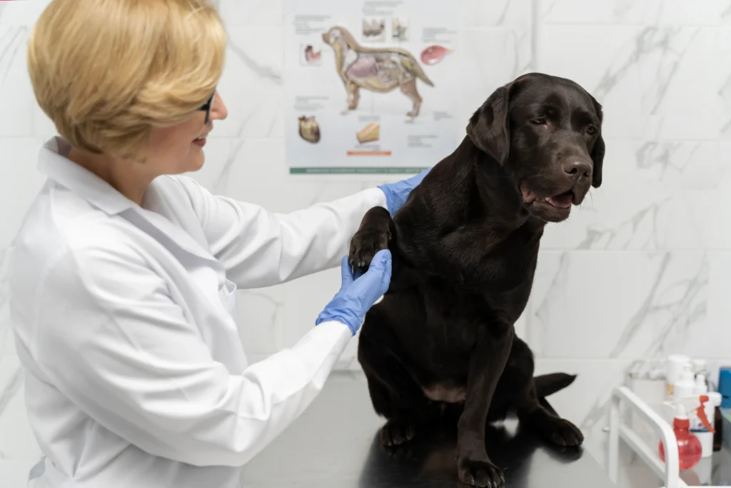 Osteoporosis en perros 2 Osteoporosis en perros 1