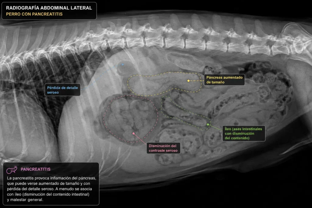 Pancreatitis en perros: síntomas y tratamiento 1 pancreatitis en perros sintomas y tratamiento en clinica veterinaria