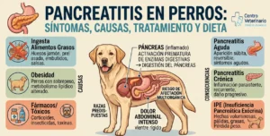 pancreatitis en perros tratamiento en clinica veterinaria de