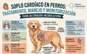 Perros con soplo en el corazón