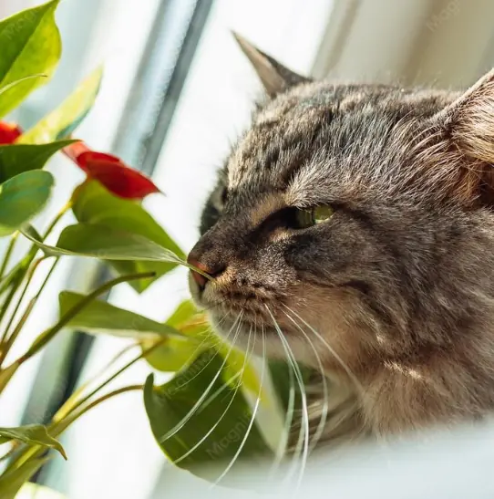 ¿Qué plantas son tóxicas para gatos? 1 plantas toxicas para gatos