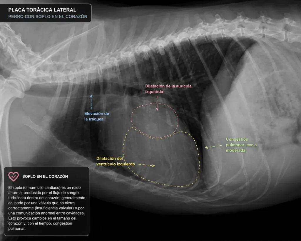 Soplo cardiaco en perros: qué es 2 Soplo cardiaco en perros: qué es 1